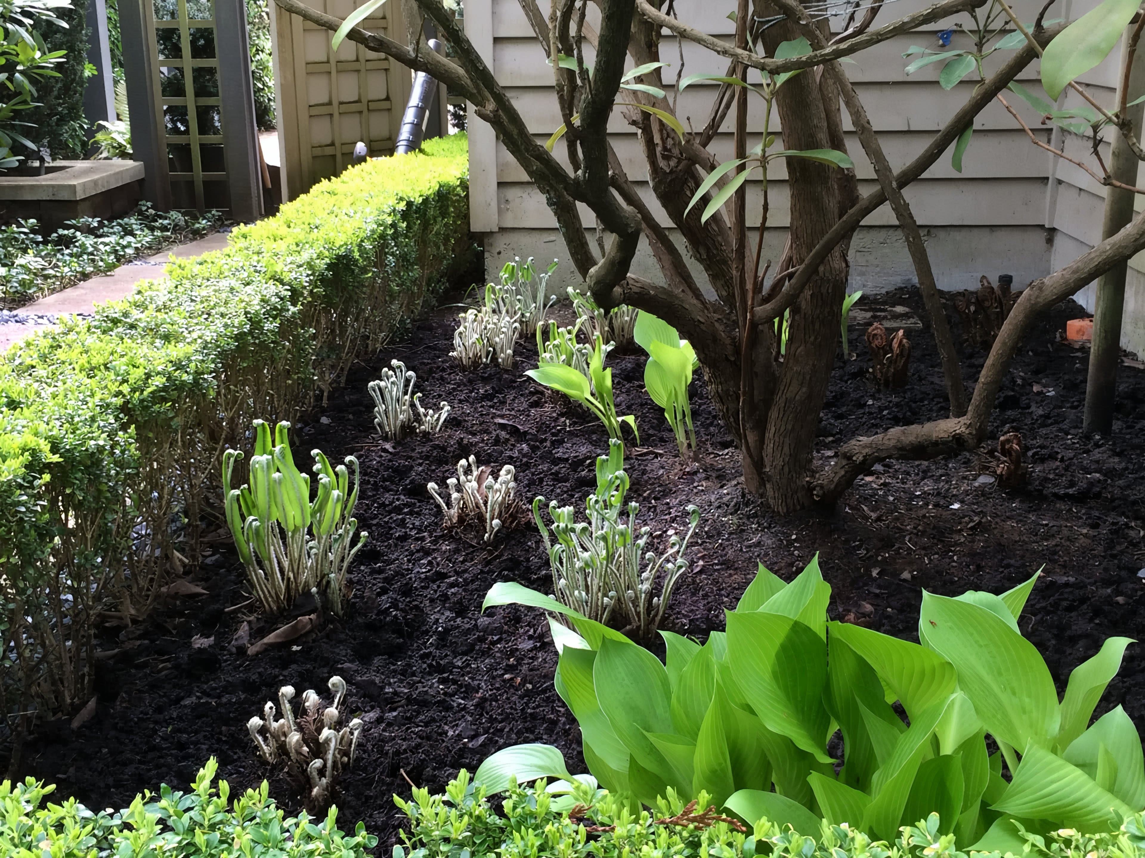 Hedge trimming, Micro clover, Tree pruning and Weeding at the West 43rd project.