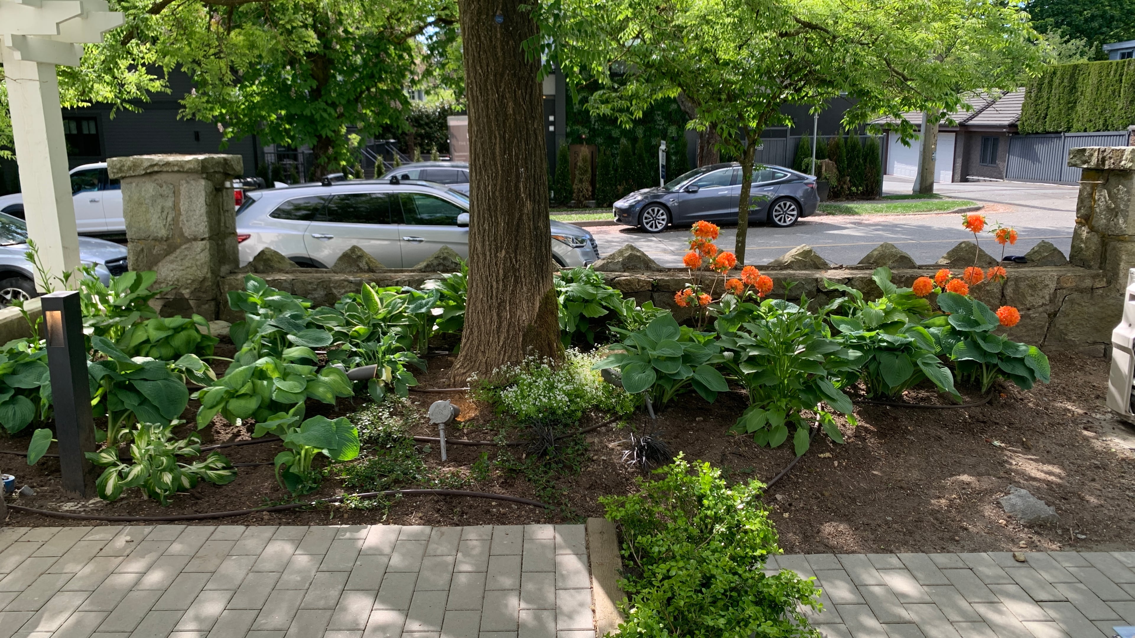 Irrigation, Sod lawn, Plants and Interlocking pavers at the Larch St project.